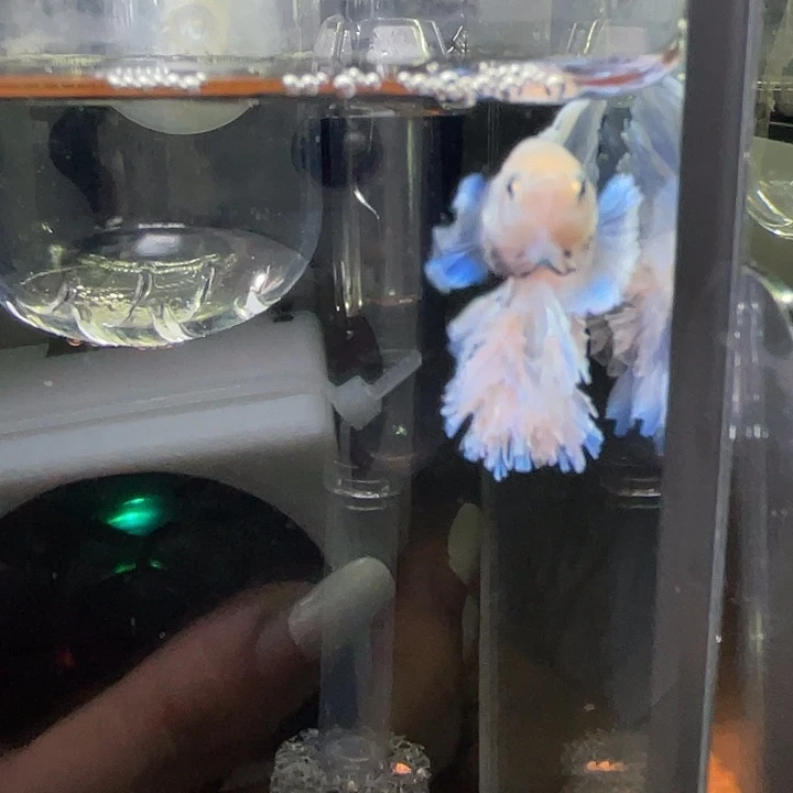 斗鱼33号绣球hmpk
