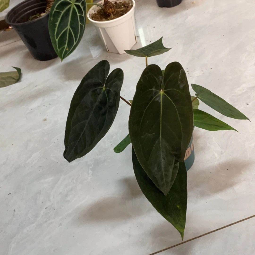 不开花植物加通湖papi