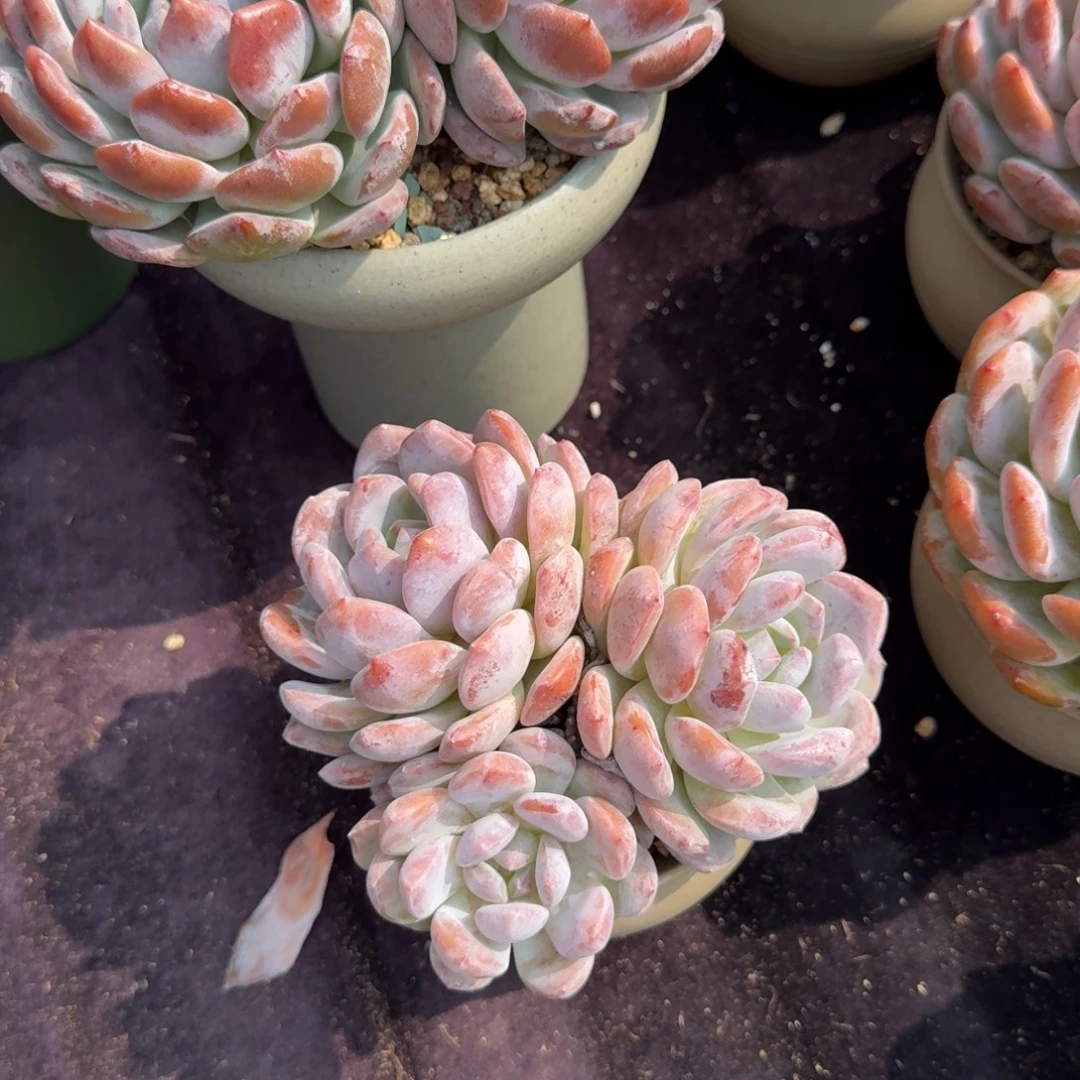 人***见精美三头，专拍链接。