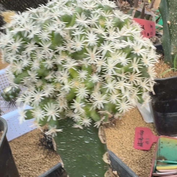 仙人球，多肉植物，孤月