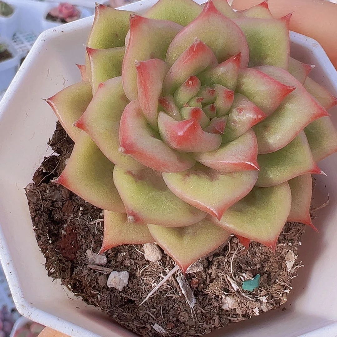 林肯玛利亚19包邮多肉