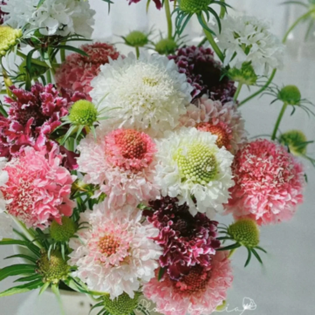 松虫草10支装任意两单包京东快递