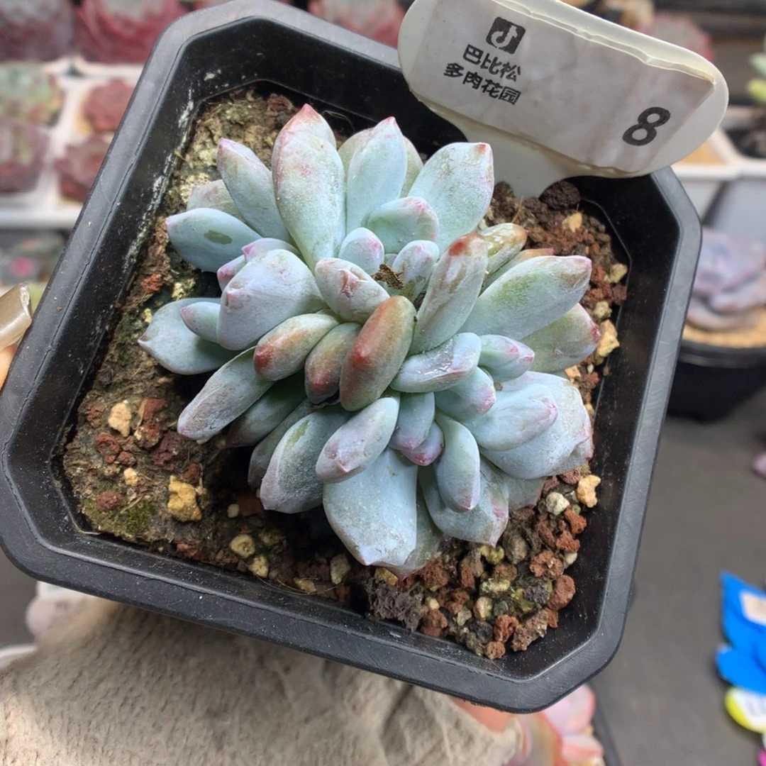 8四头星影石化多肉植物