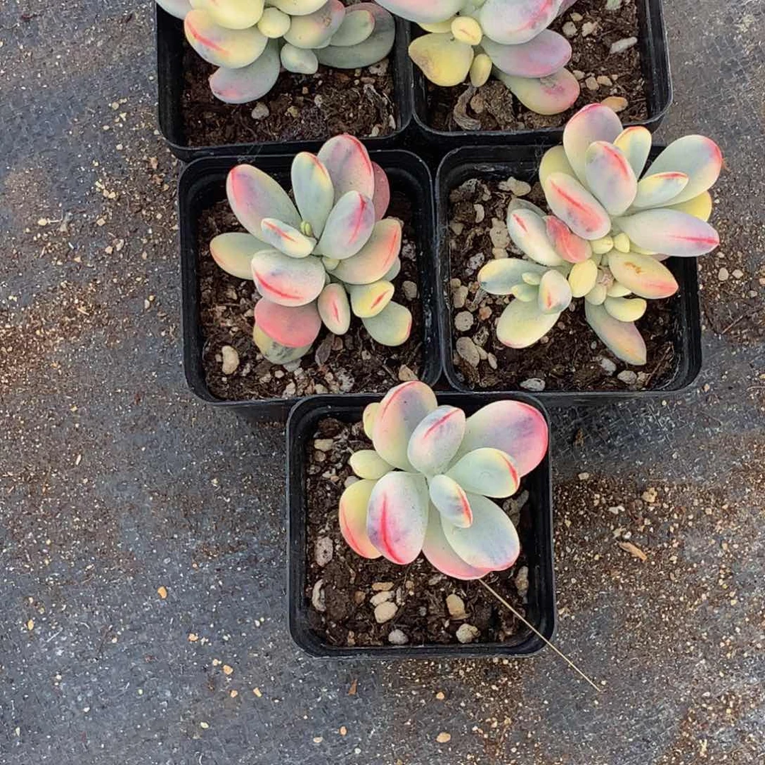 乒乓 福娘 锦。特价。（不满9.99发叶子）