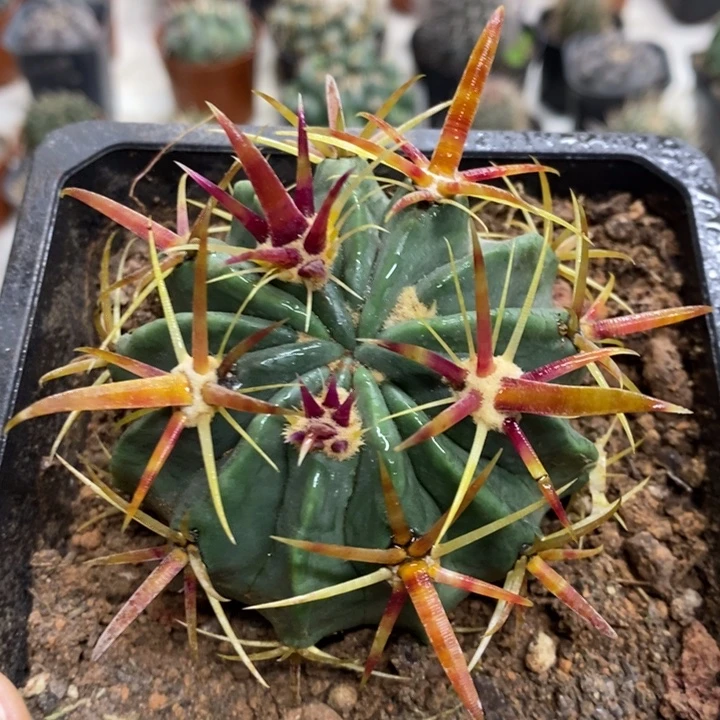 实生宽刺日出特价