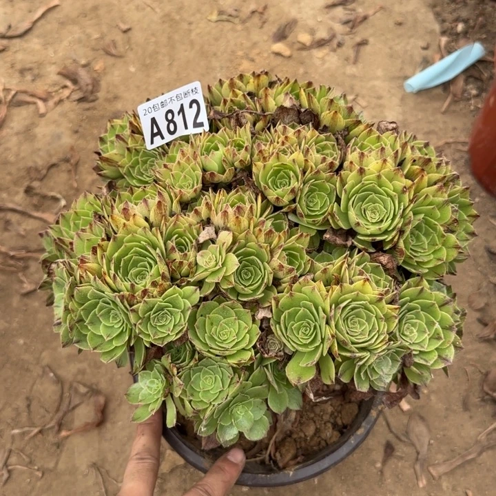 绿膜……多肉植物……