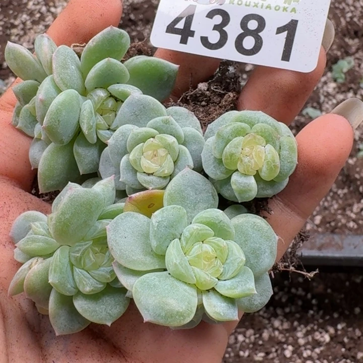 多肉植物多肉植物