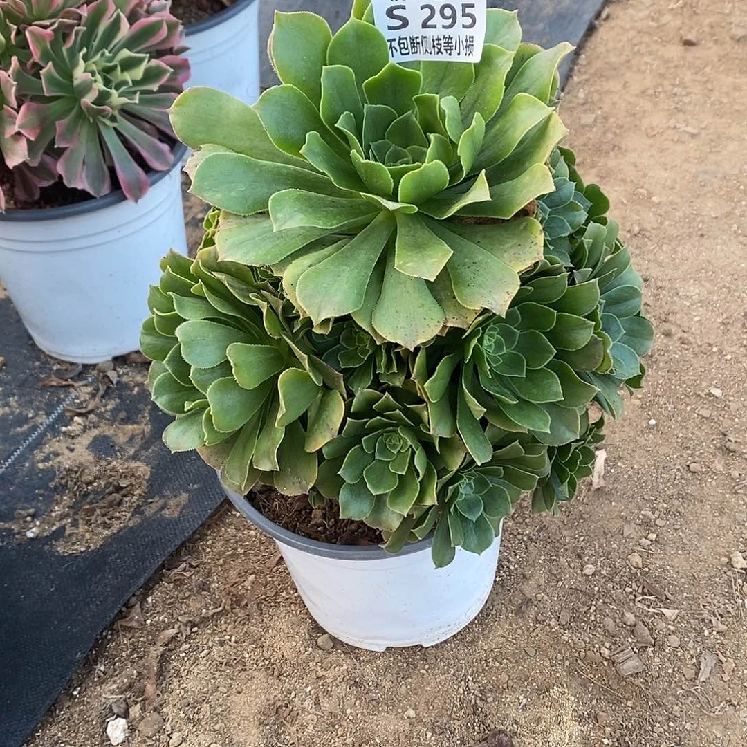 295绿羊绒多肉法师锦