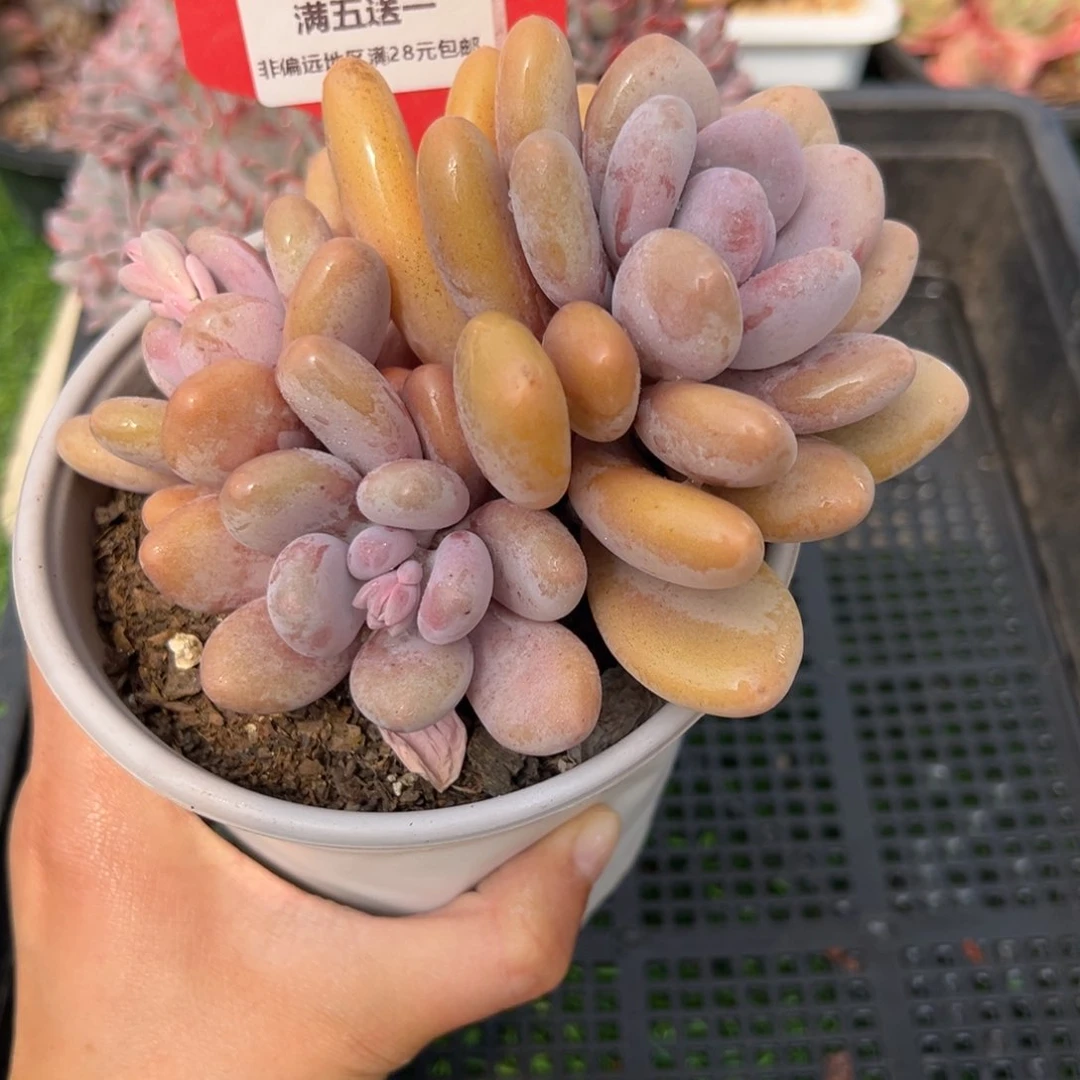 表妹精品多肉3987.