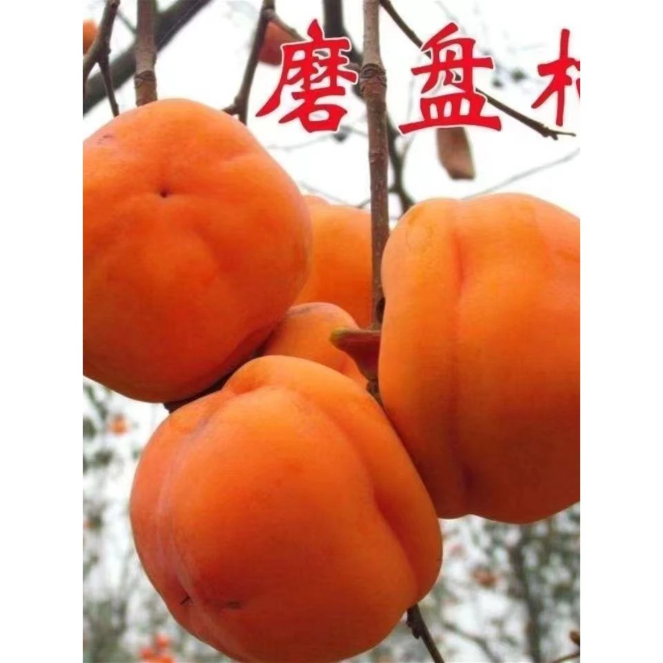 特大磨盘柿子果树苗超甜高产自然脱涩盆栽阳台地栽庭院家庭种植