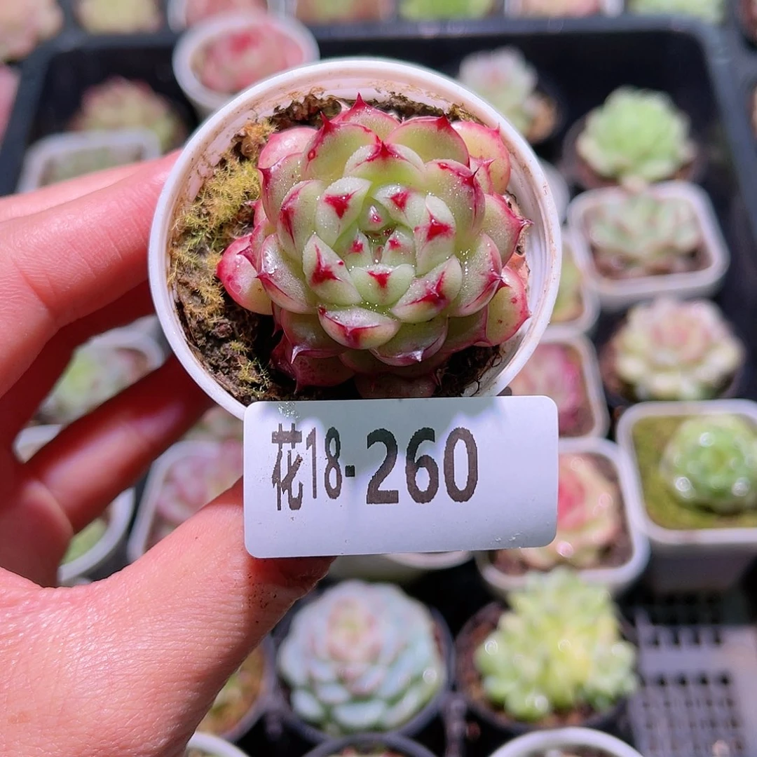 花利美18-260新品