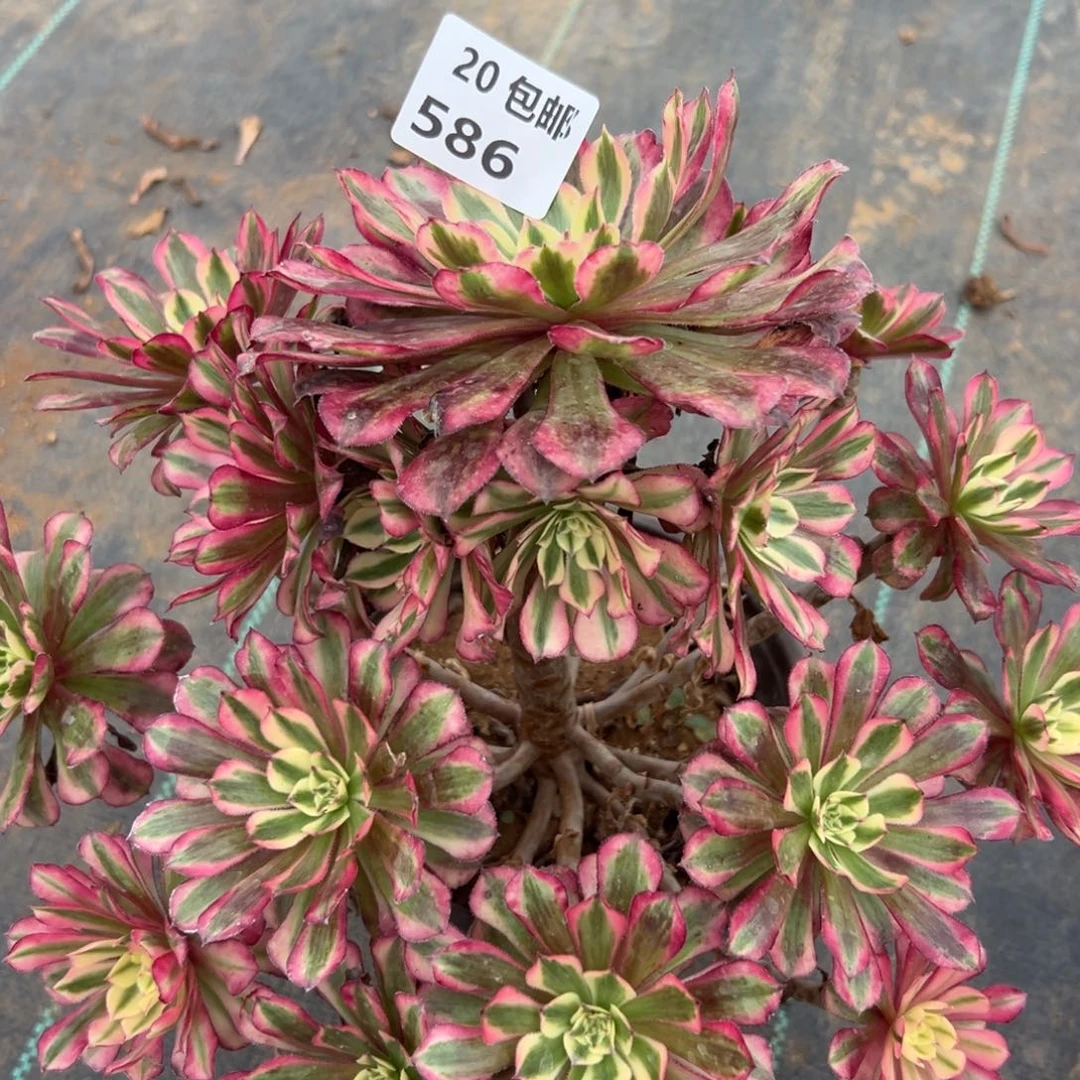 586红铜白，满20包邮嘟叮熊