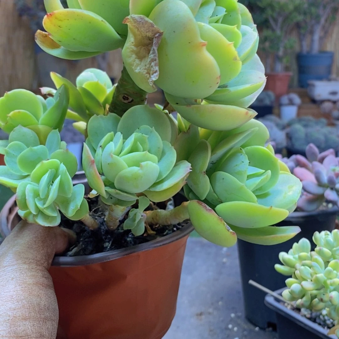 丹*?71号碧桃多肉植物