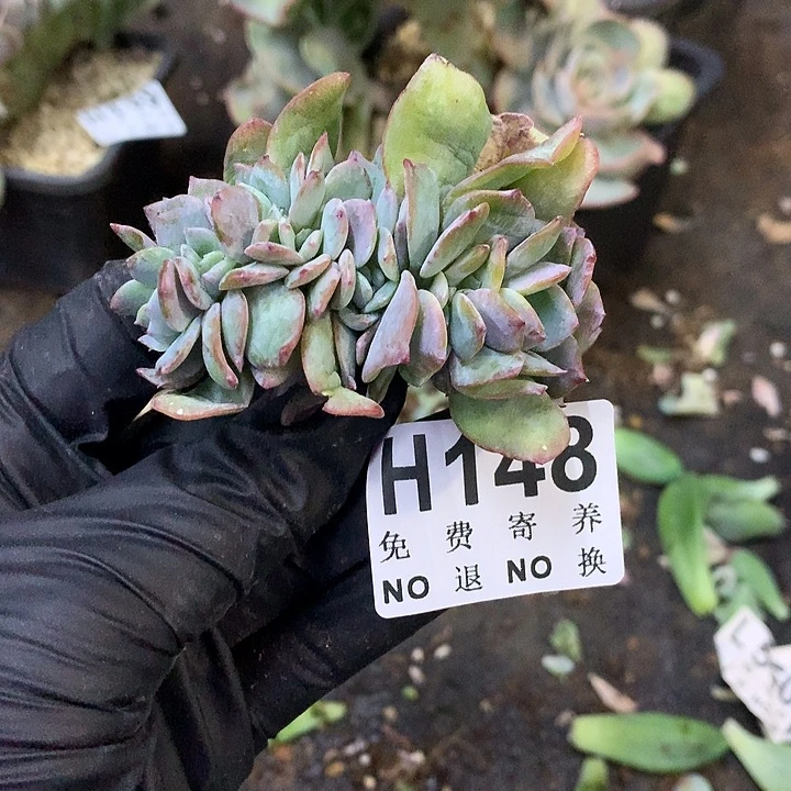 白凤缀化 有侧切 非偏远38包邮节后发请联系客服