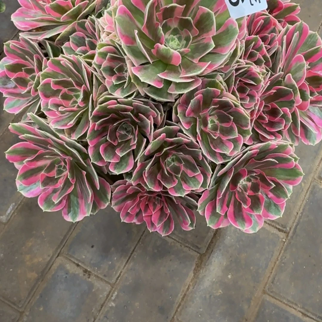 罗***夕粉女郎妖桩福利306肉肉肉