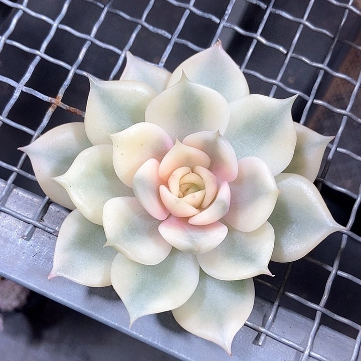 贝加尔湖锦多肉植物