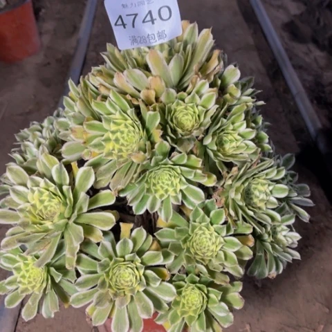 碧浪多肉多肉4740￼