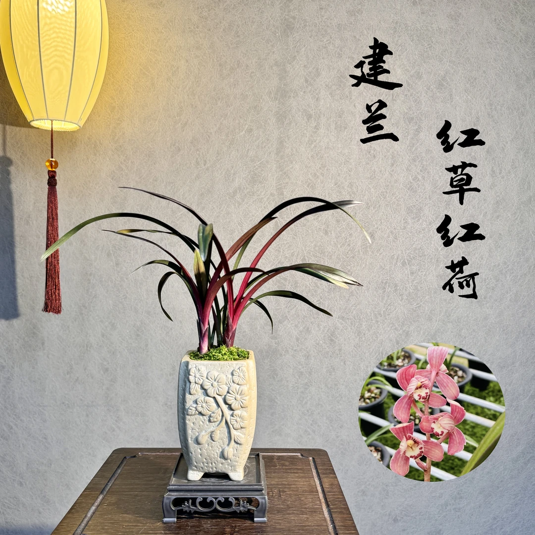 建兰红草红荷国兰荷瓣3苗带花苞花盆底座室内绿植好养室内绿植