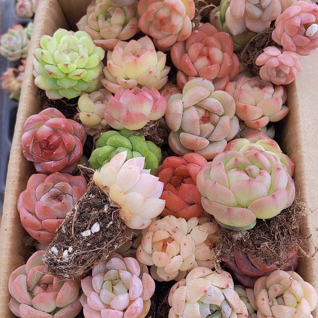 0000000001量拍保底20颗