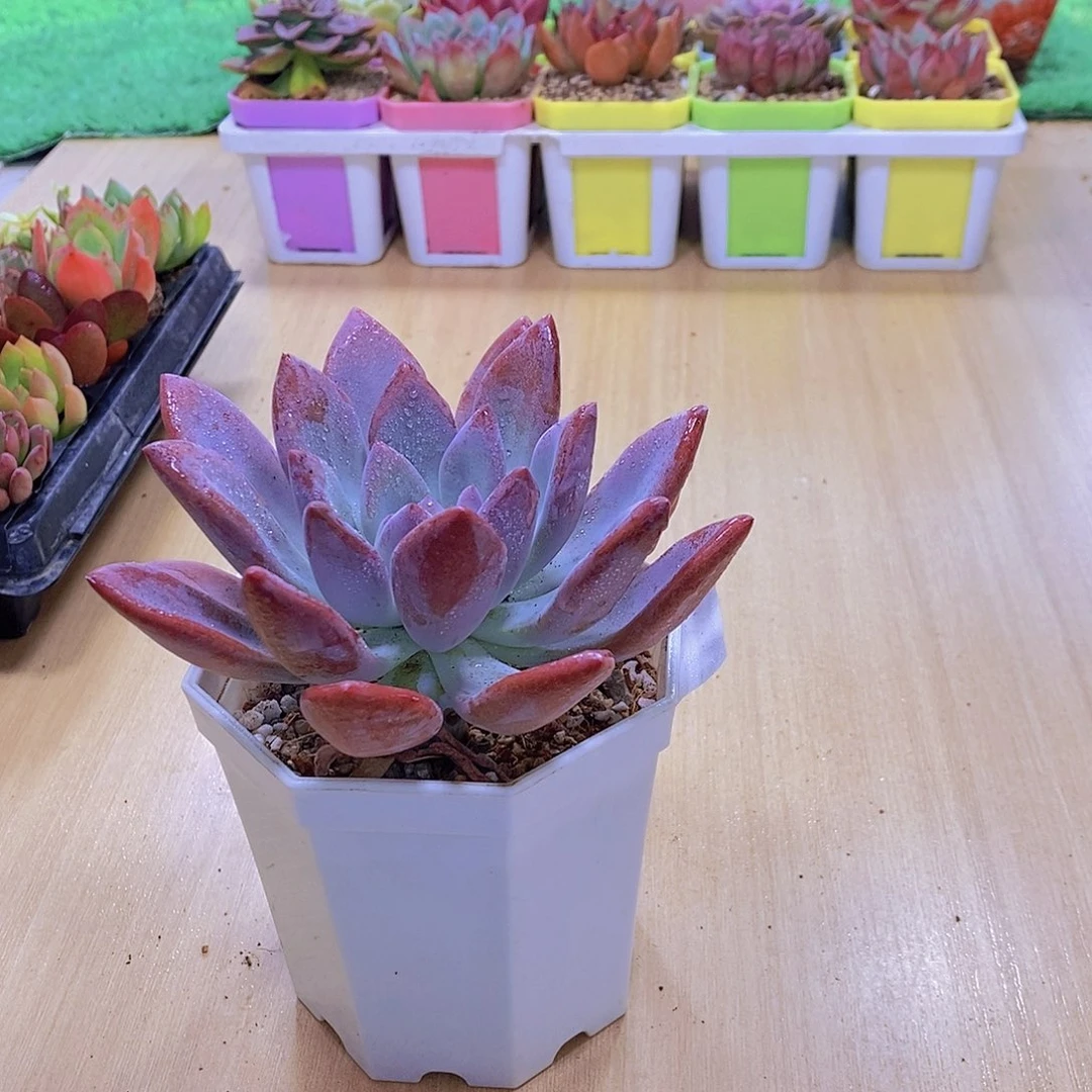 无花朵多肉植物奥普琳娜120