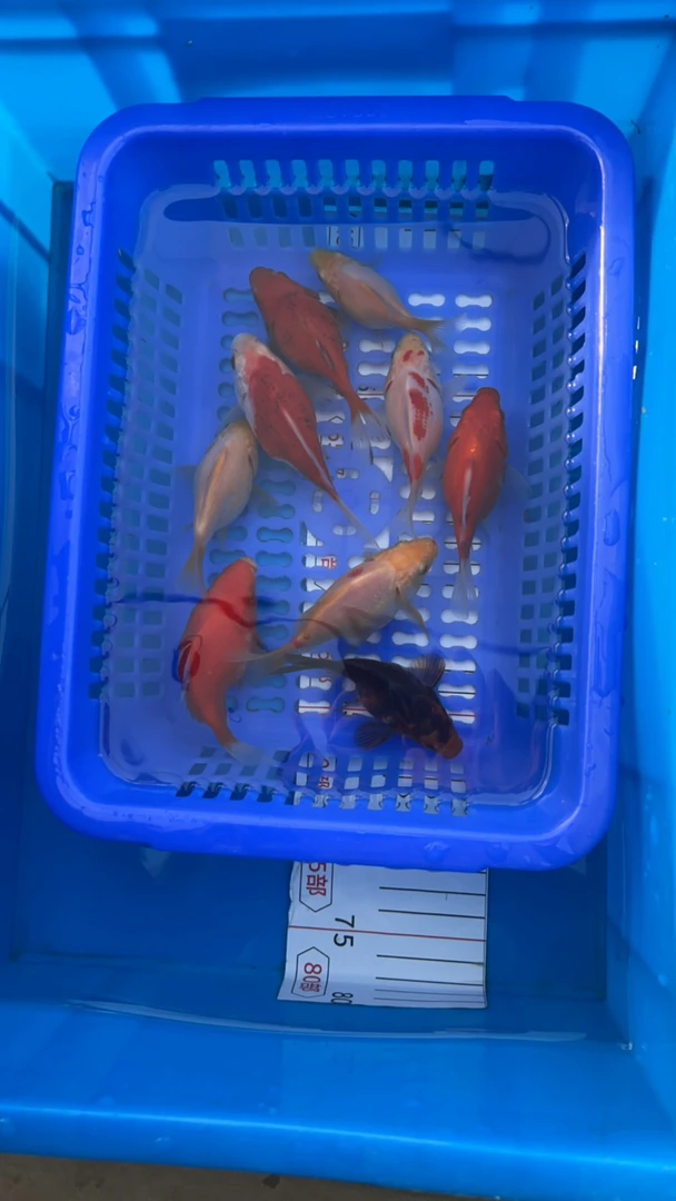 九尾玉鲭包邮到家开箱视频为售后