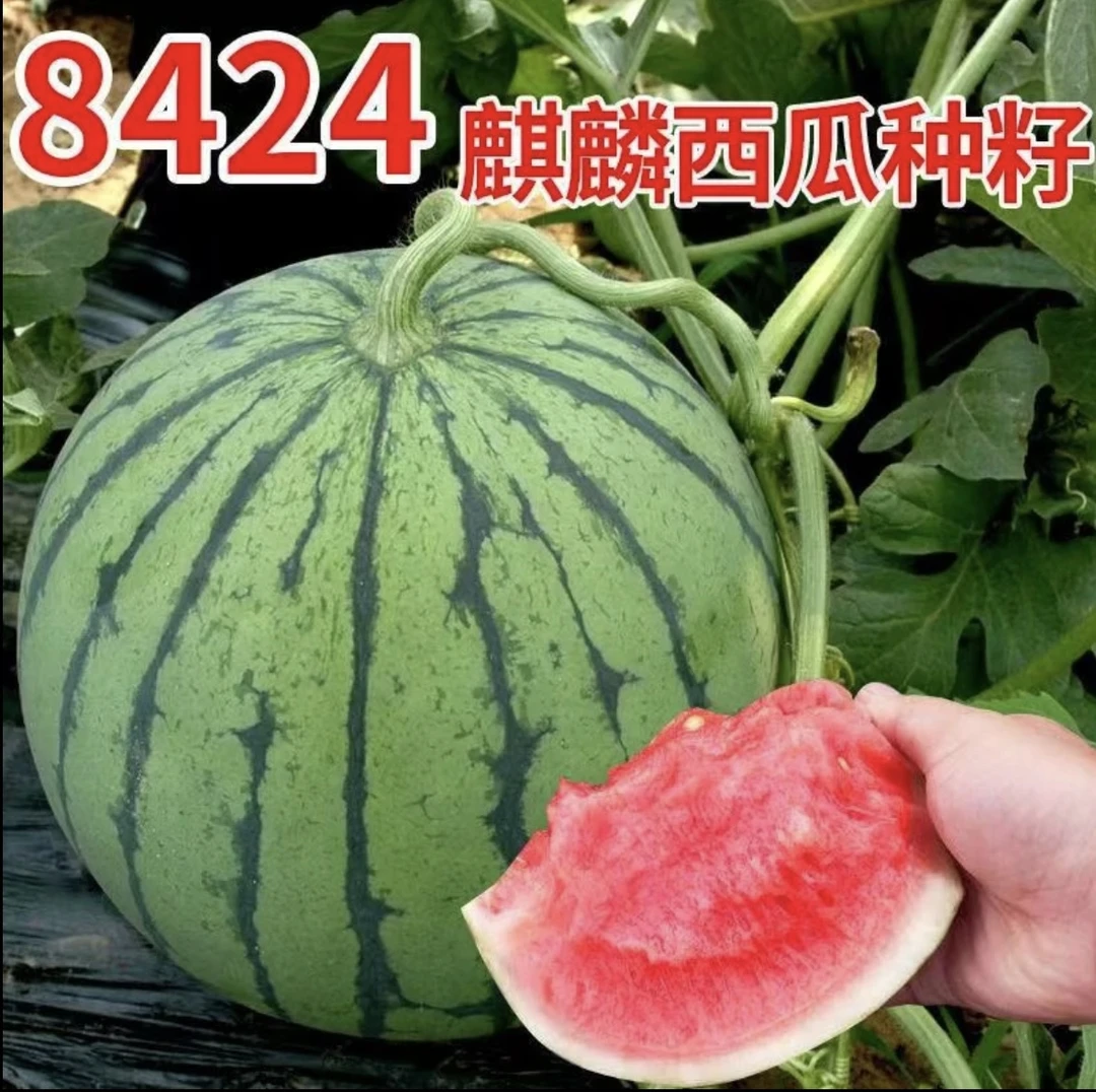 8424麒麟西瓜/黑美人/懒汉西瓜种子特大薄皮超甜西瓜种子【拍2送1】