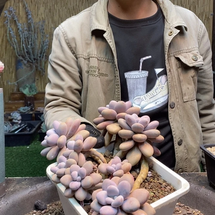 阿***n395 号桃蛋多肉植物