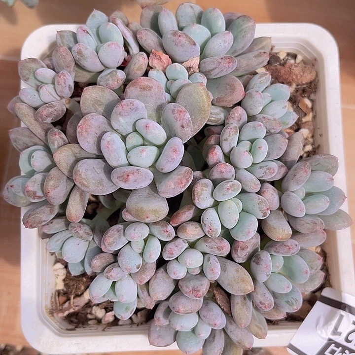 香香雪2521多肉植物