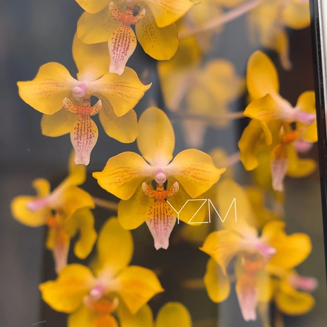 无花朵1.7寸小黄龙分生苗