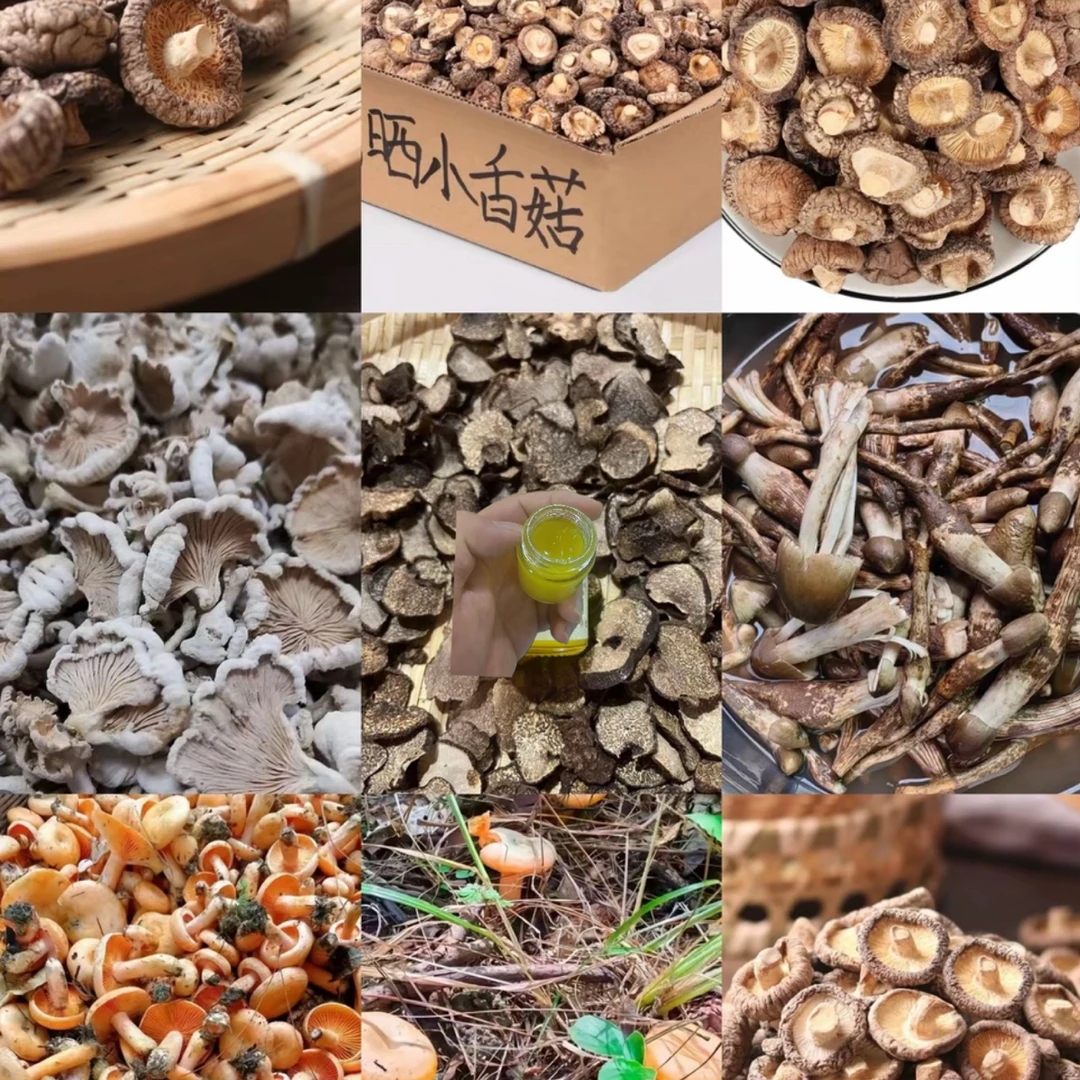【滇缅越山货】 代拍链接 “黄金鱼油”———非羊肚菌