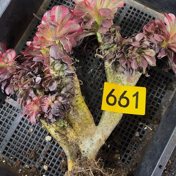 多肉植物香奈儿缀661