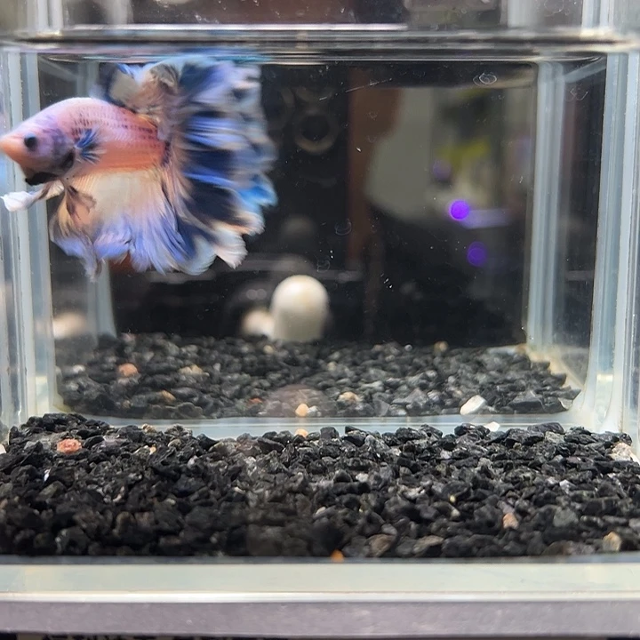 斗鱼跑单拉黑13日1