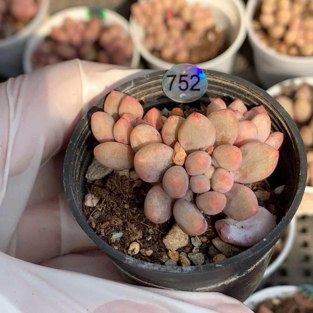 蓝莓哈哈哈哈哈哈752