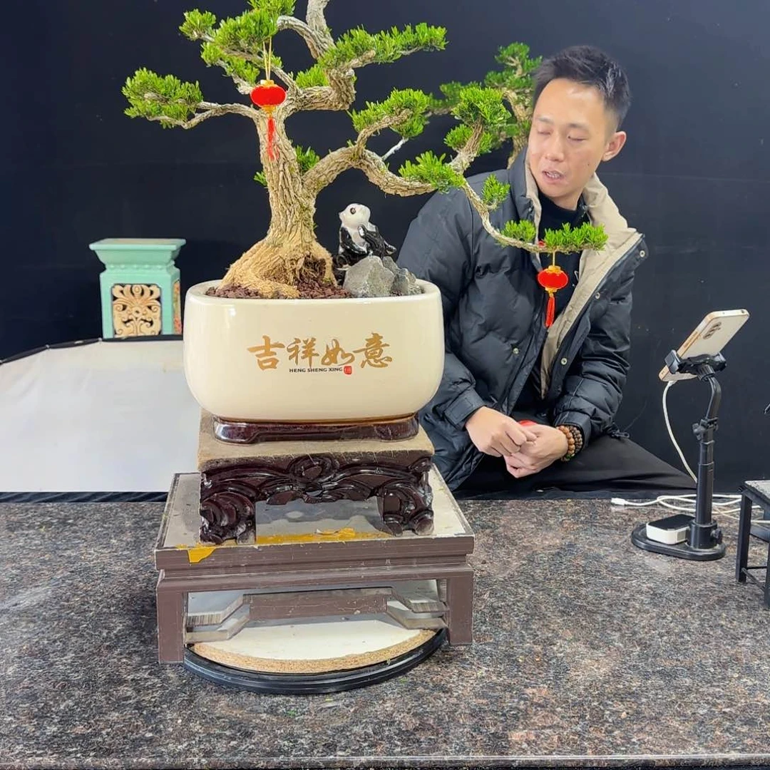 当前无花朵，栽培后可花朵高端黄杨盆景