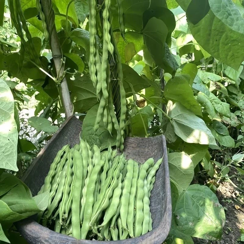 贵州生态现摘扁豆刀豆四季豆青豆角芸豆无筋豆新鲜蔬菜净重3斤5斤