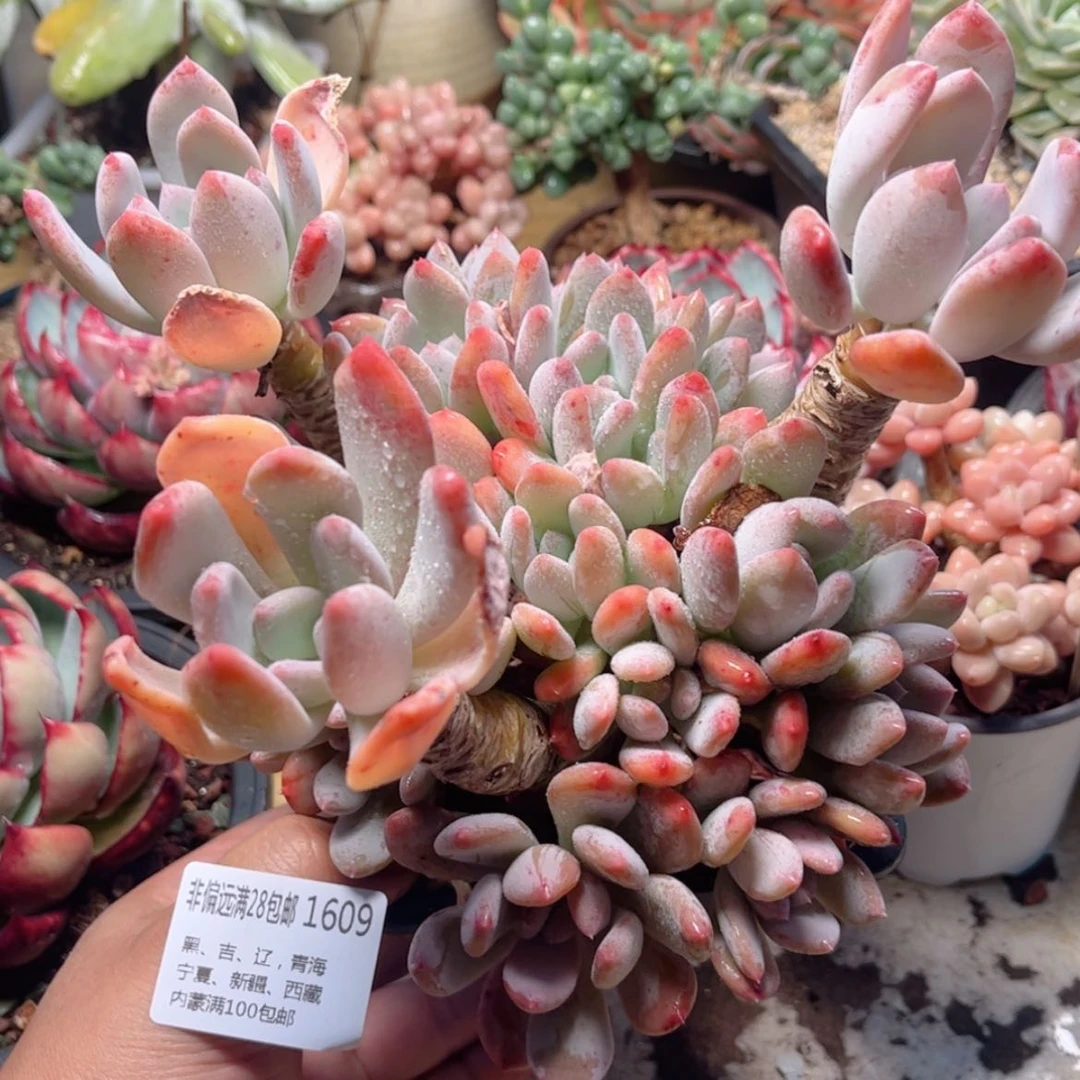 【闪购商品】1609灰姑娘