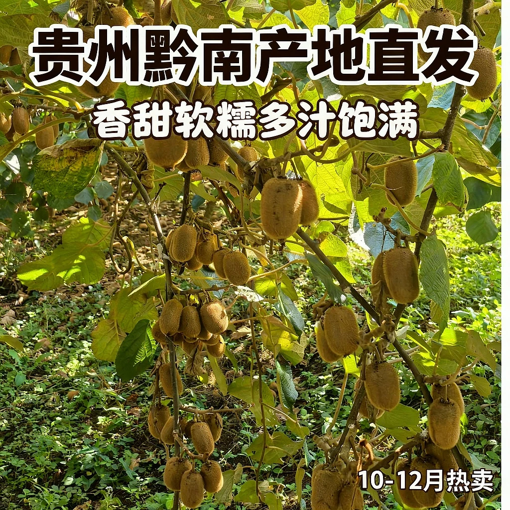 贵州长顺高山种植绿心猕猴桃新鲜香甜软糯应季水果产地直发