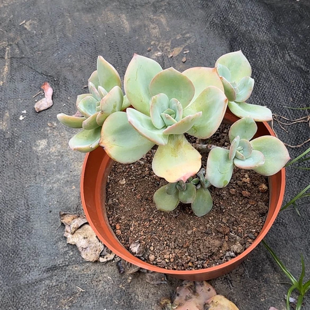 【闪购商品】无花朵এ****༻