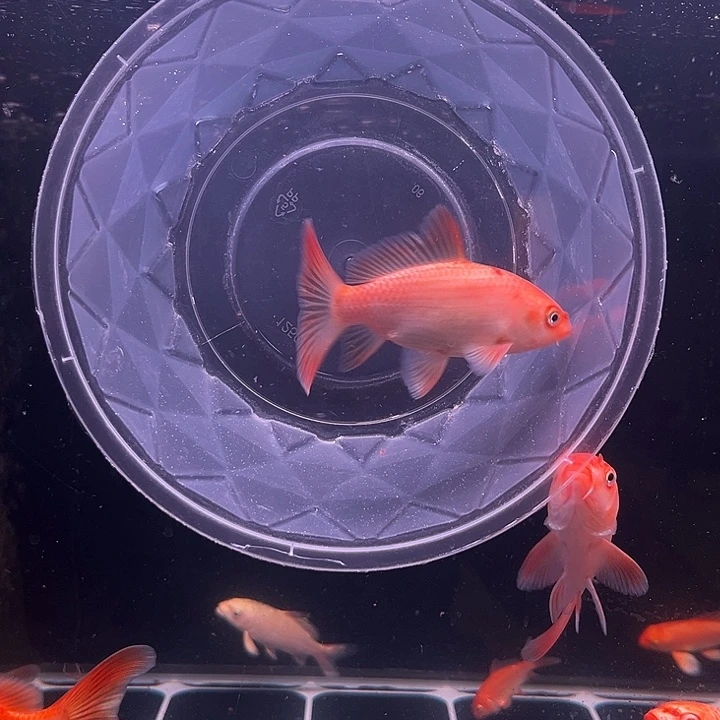 海水鱼红色蝴蝶鲤大鳍大尾