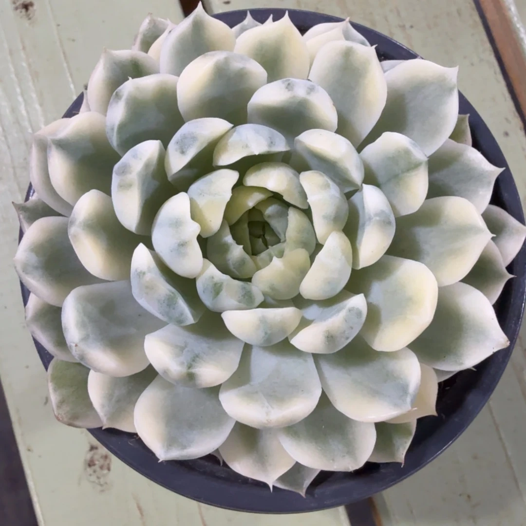 香草锦月影锦锦上园艺一物一拍