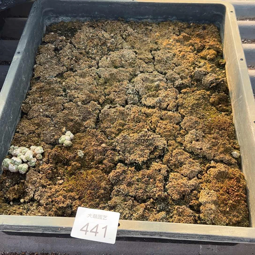 清框脱土发无售后。     441