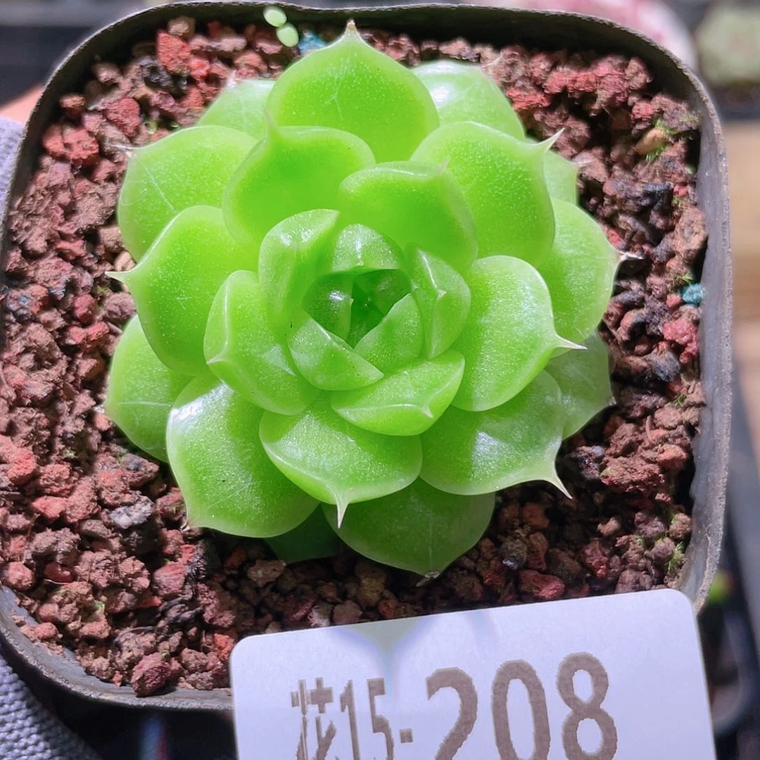 花利美15-208海王