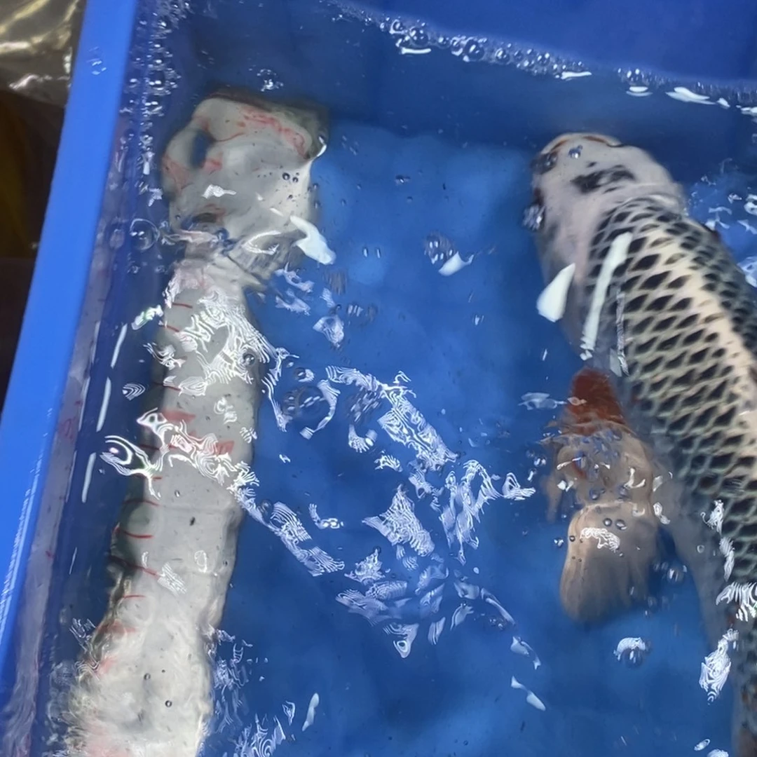 锦鲤冷水锦鲤包邮