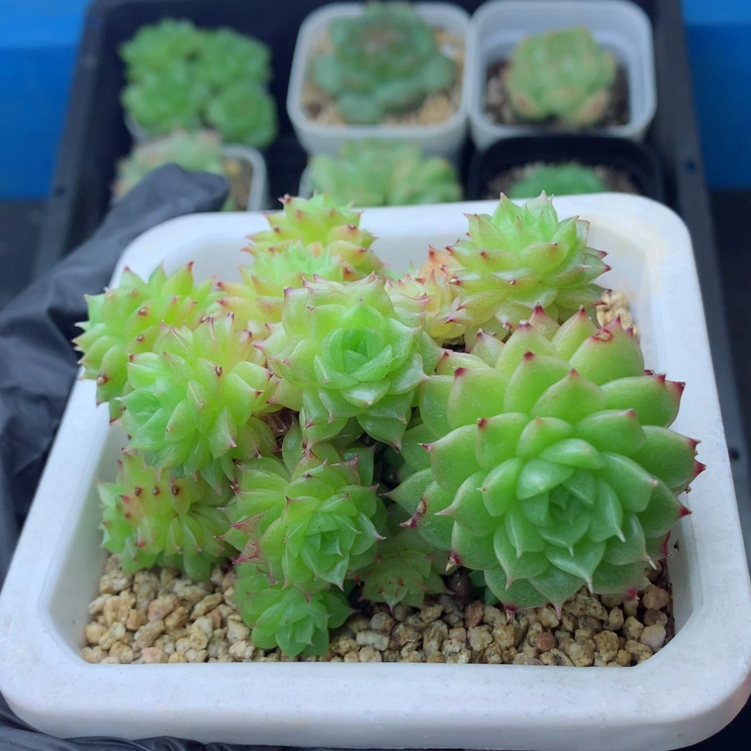 58包邮  群生不包整麦秆群88