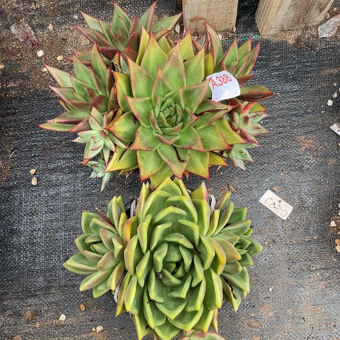 若如东云组拍A388