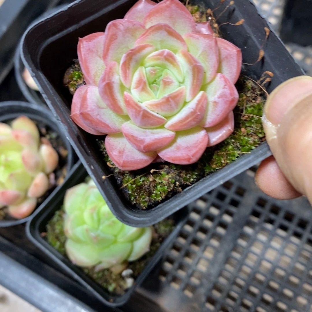 精品多肉一物一拍不包整274