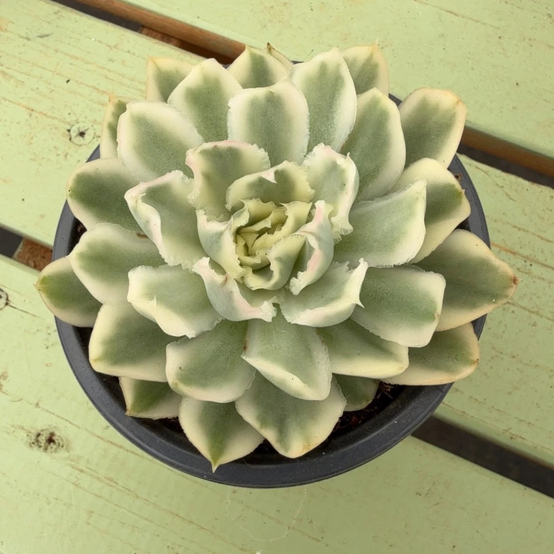 紫蝴蝶锦锦上园艺一物一拍