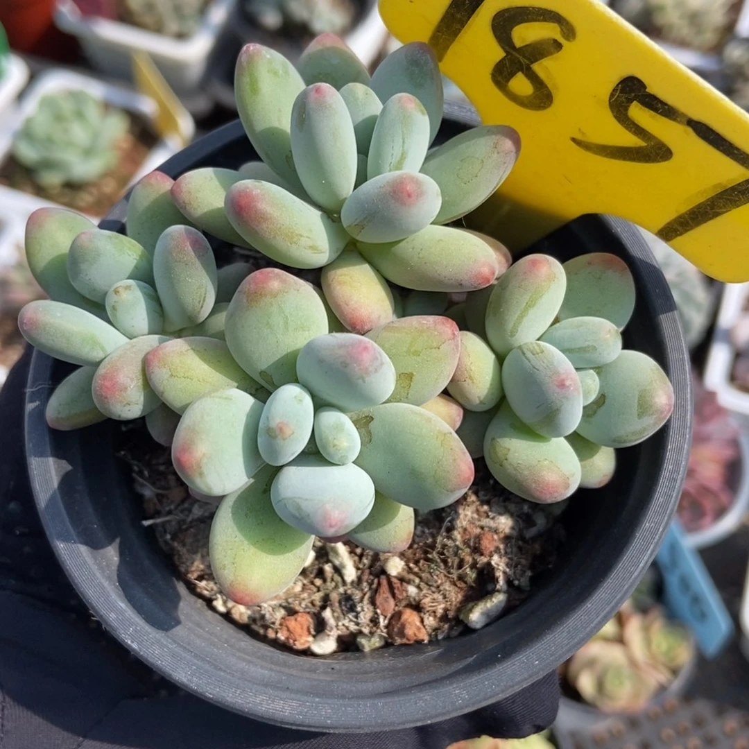 1857苹果奶多肉植物保护