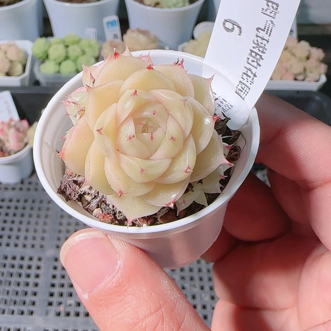 1205-6多肉群生不包整