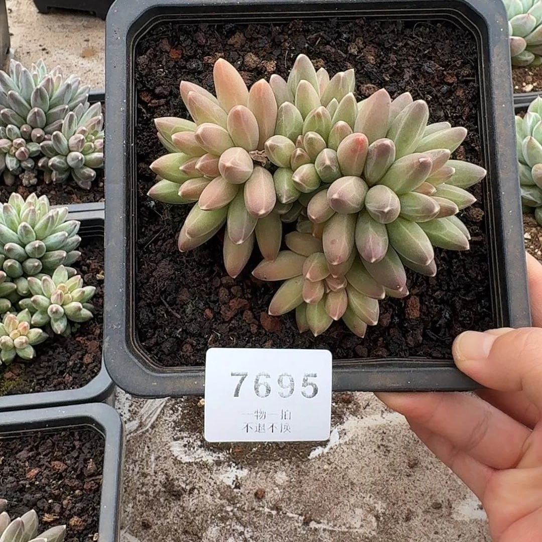 *****7695号伊卡鲁斯多肉